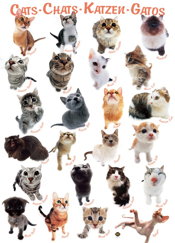 Cats - 1000pc Jigsaw Puzzle by Eurographics