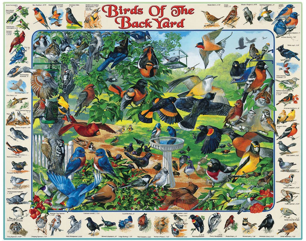 Birds of the Backyard - 1000pc Jigsaw Puzzle By White Mountain