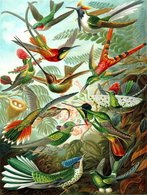 Hummingbirds - 1000pc Jigsaw Puzzle by New York Puzzle Company - image 1