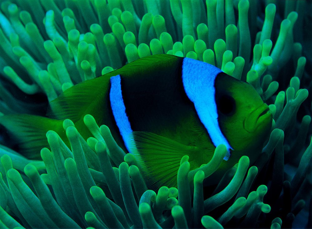 Clownfish - 500pc Glow in the Dark Jigsaw Puzzle By Tomax - image 1