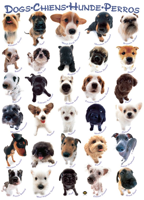 Dogs - 1000pc Jigsaw Puzzle by Eurographics