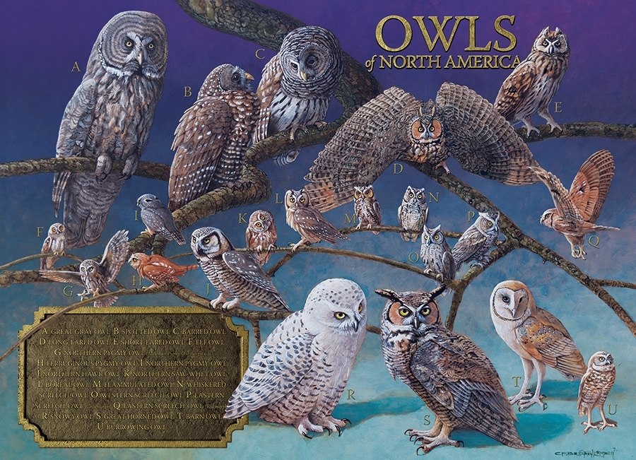 Owls of North America - 1000pc Jigsaw Puzzle by Cobble Hill  			  					NEW - image 2