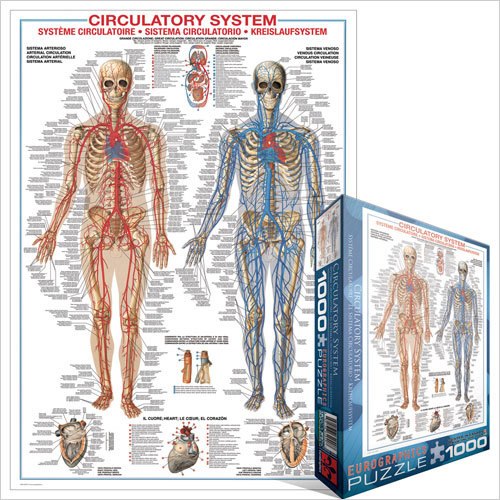 Circulatory System - 1000pc Jigsaw Puzzle by Eurographics