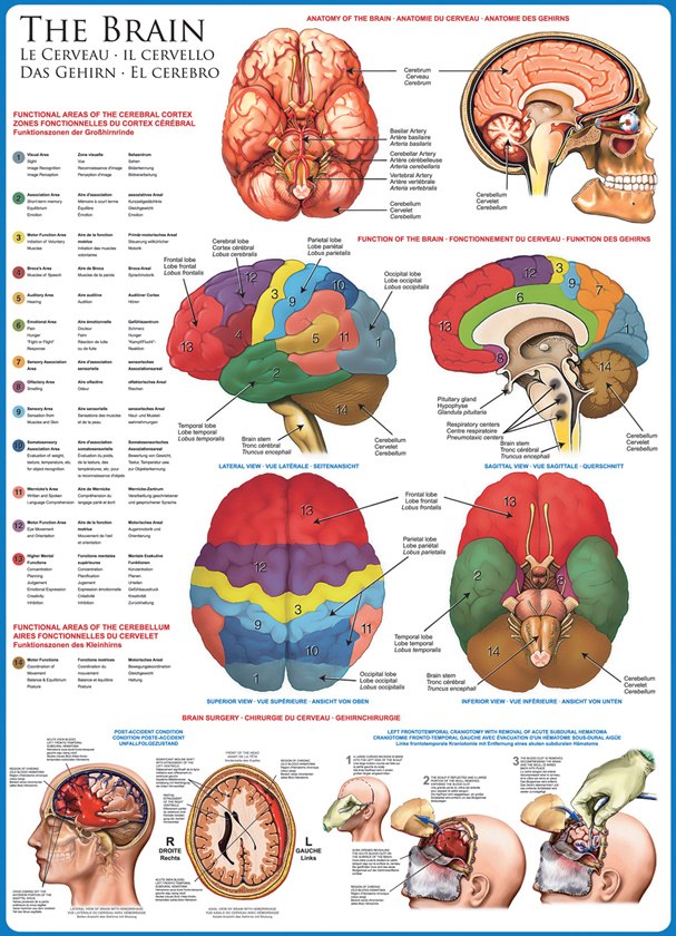 The Brain - 1000pc Educational Jigsaw Puzzle by Eurographics