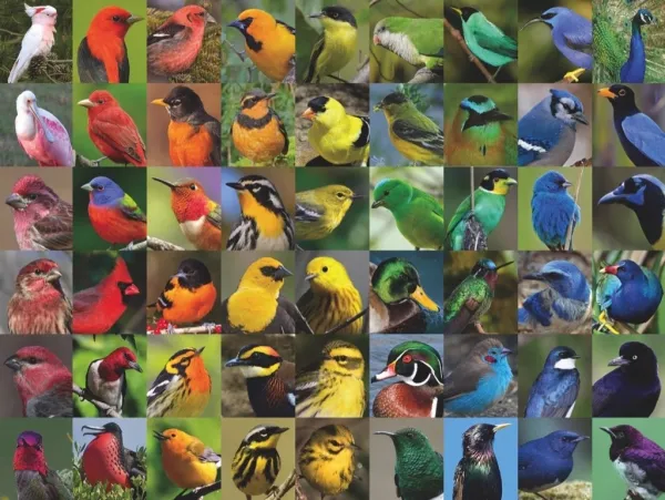 Rainbow of Birds - 1000pc Jigsaw Puzzle by New York Puzzle Company
