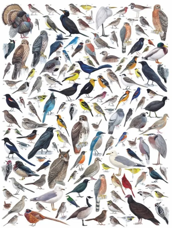 Birds of Western America - 1000pc Jigsaw Puzzle by New York Puzzle Company  			  					NEW