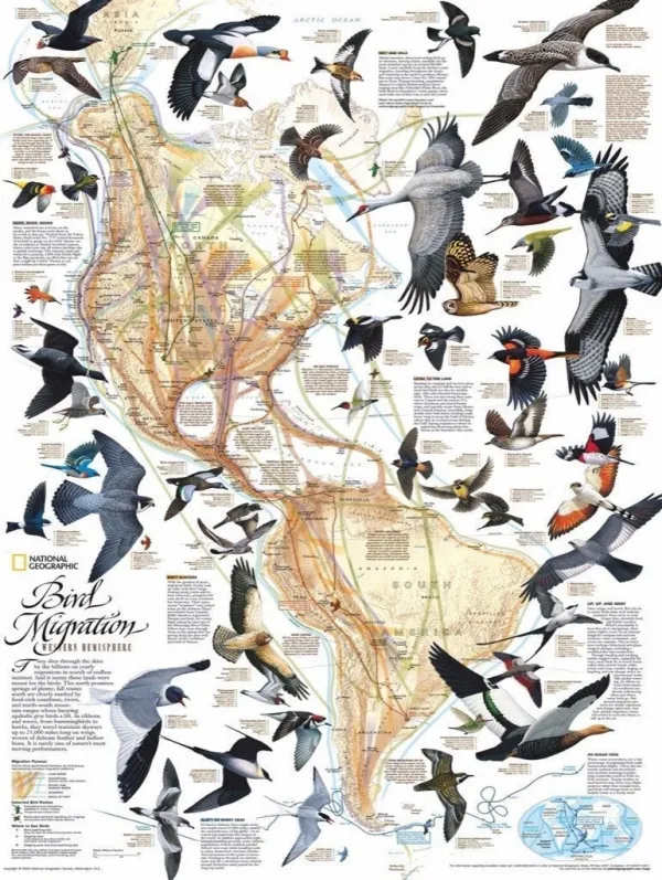 Bird Migration - 1000pc Jigsaw Puzzle by New York Puzzle Company