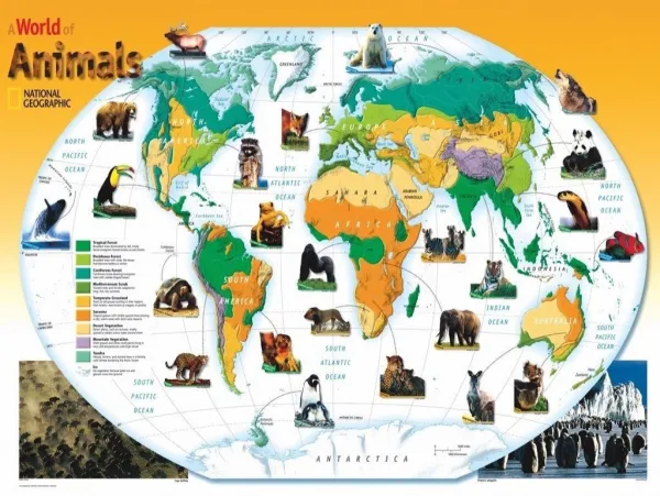 World Animals - 300pc Jigsaw Puzzle by New York Puzzle Company