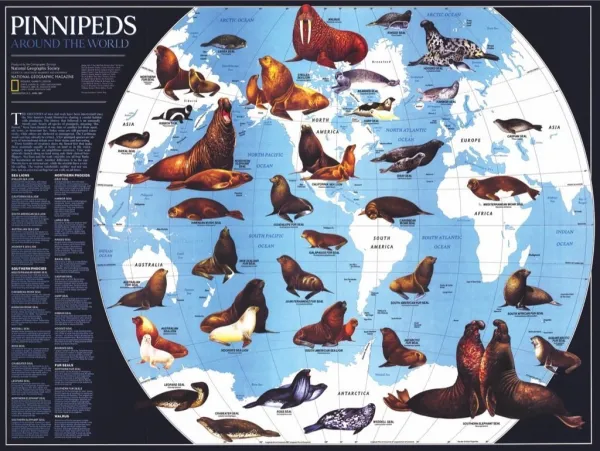 Pinnipeds - 1000pc Jigsaw Puzzle by New York Puzzle Company