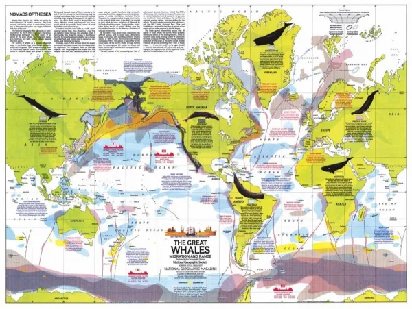 Whale Migration - 1000pc Jigsaw Puzzle by New York Puzzle Company