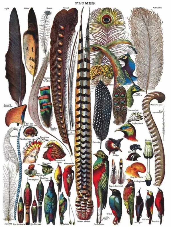 Feathers - 1000pc Jigsaw Puzzle by New York Puzzle Company