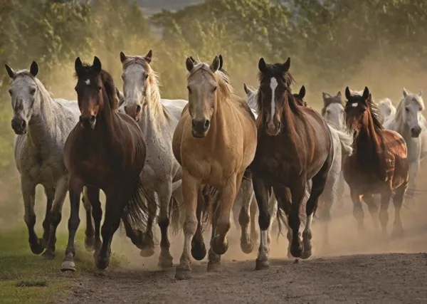 Team of Horses - 1000pc Jigsaw Puzzle By Jumbo