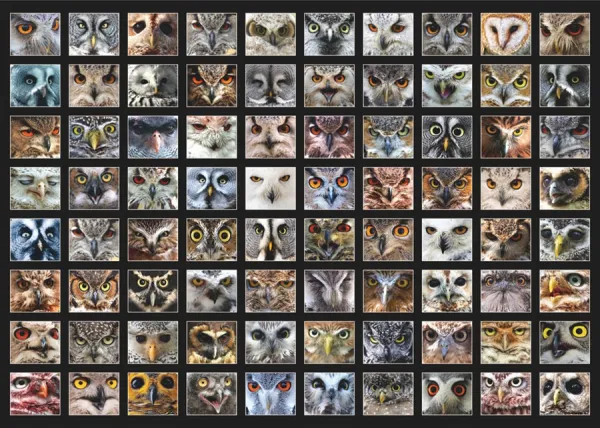 Owl Faces - 1000pc Jigsaw Puzzle By D-Toys