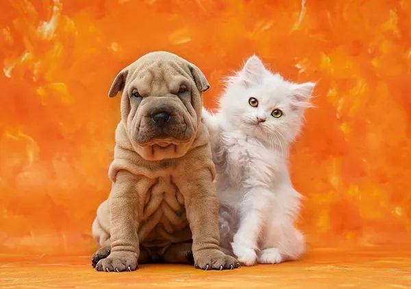 So Cute - 1500pc Jigsaw Puzzle by Clementoni