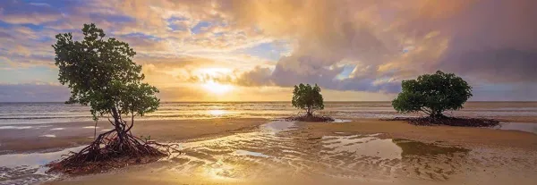 Cape Tribulation, Daintree National Park, Queensland, Australia - 1000pc Jigsaw Puzzle by Schmidt