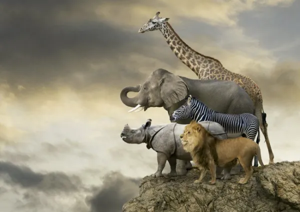 Animals On The Edge Of A Cliff - 500pc Jigsaw Puzzle By Educa