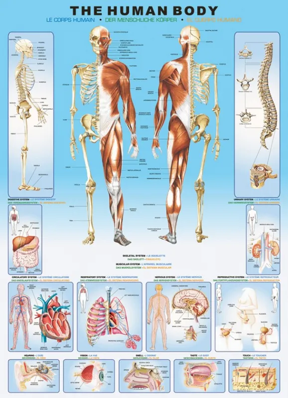 Human Body - 1000pc Educational Jigsaw Puzzle by Eurographics