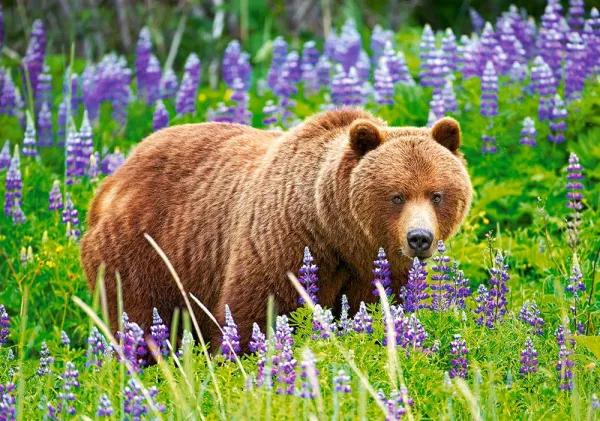 Bear on the Meadow - 500pc Jigsaw Puzzle by Castorland