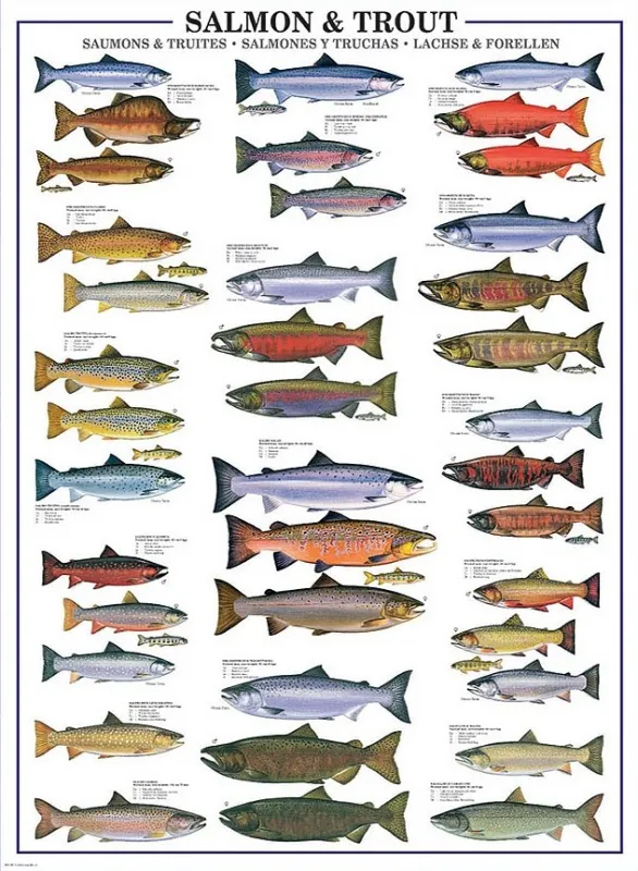 Salmon &amp; Trout - 1000pc Jigsaw Puzzle by Eurographics