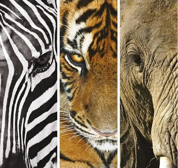 Animals Trittico - 3 x 500pc Jigsaw Puzzle by Clementoni