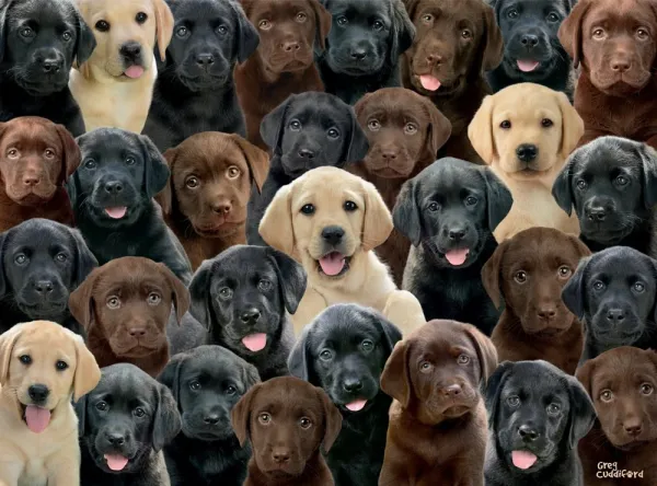 Labradors - 100pc Educational Jigsaw Puzzle by Ravensburger