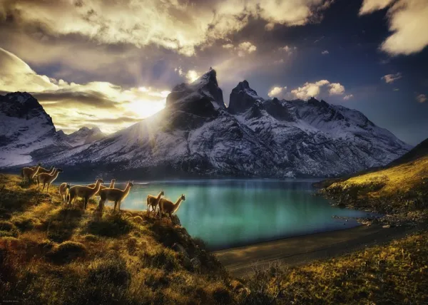 Guanacos - 1000pc Jigsaw Puzzle By Heye