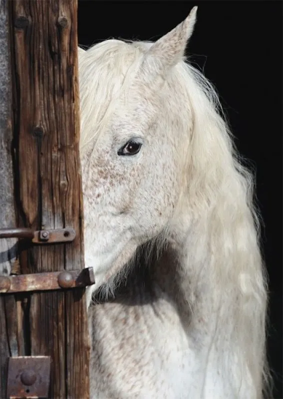 Equine Beauty - 1000pc Jigsaw Puzzle by Schmidt