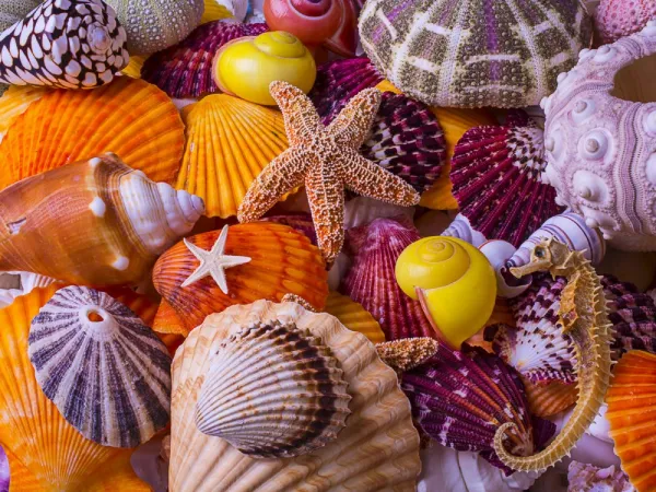 Sea Shell Treasures - 550pc Jigsaw Puzzle by Vermont Christmas Company