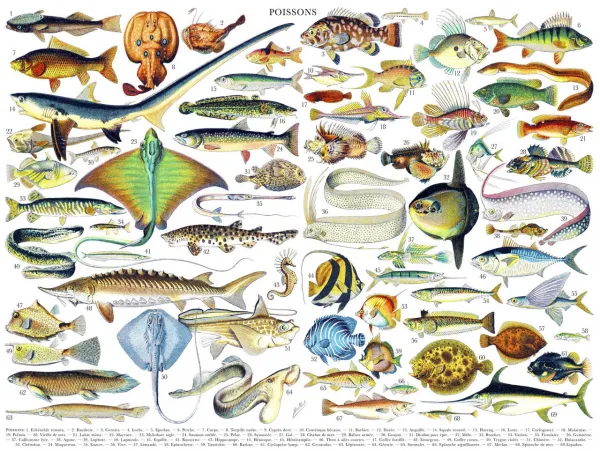 Fish/Poissons - 1000pc Jigsaw Puzzle by New York Puzzle Company