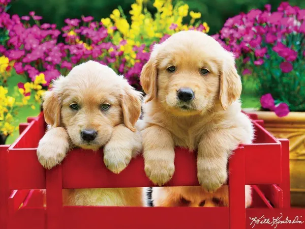Kodak: Adorable Puppies - 350pc Jigsaw Puzzle by Lafayette Puzzle Factory