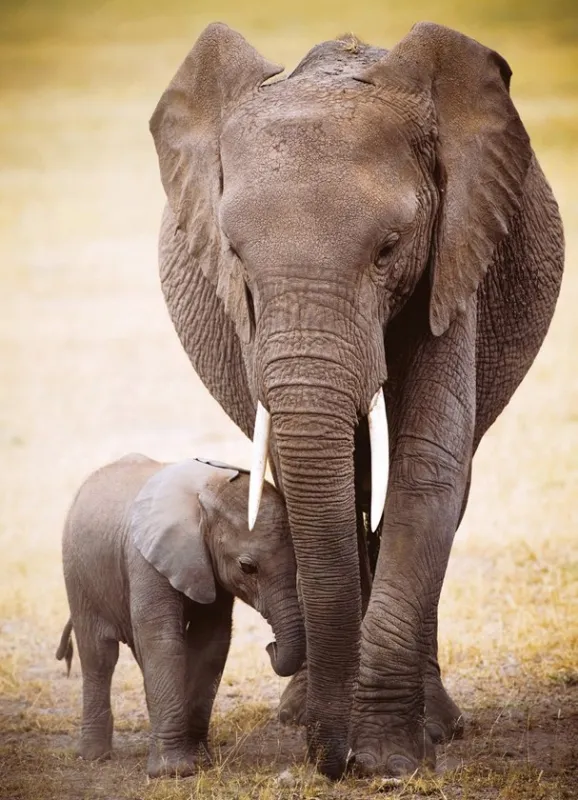 Elephant &amp; Baby - 1000pc Jigsaw Puzzle by Eurographics