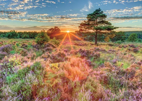 Heather at Sunset - 500pc Jigsaw Puzzle By Jumbo