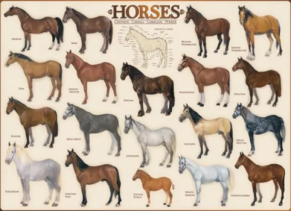 Horses - 1000pc Jigsaw Puzzle by Eurographics