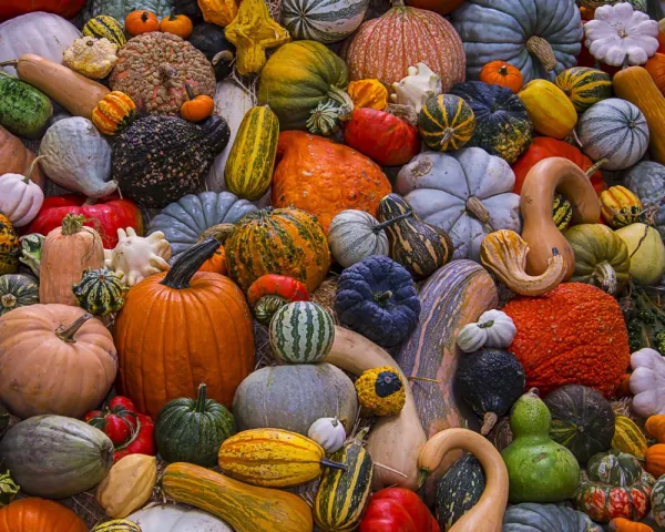 Autumn Harvest - 1000pc Jigsaw Puzzle by Vermont Christmas Company
