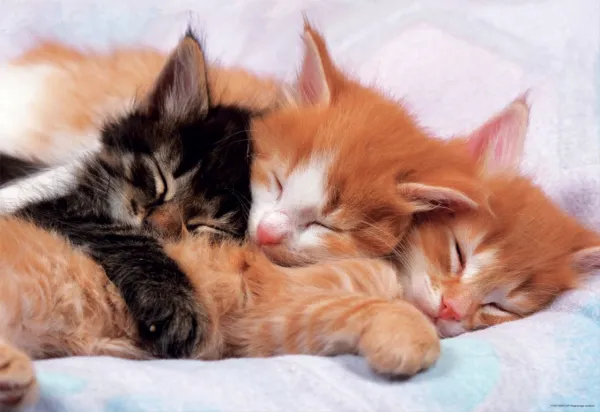 Kittens - 500pc Jigsaw Puzzle by Educa
