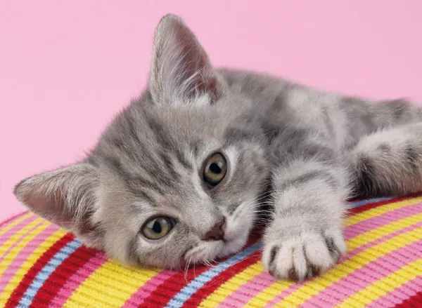 Grey Kitten - 500pc Jigsaw Puzzle by Clementoni