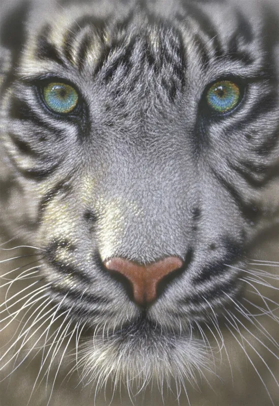 White Tiger - 500pc Jigsaw Puzzle By Educa
