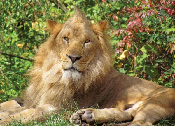 Lion King - 1000pc Jigsaw Puzzle By Springbok
