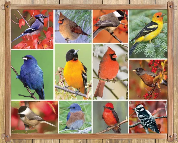 Songbirds - 1000pc Jigsaw Puzzle By Springbok