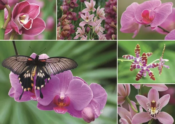 Holland Orchids - 1000pc Jigsaw Puzzle By Jumbo