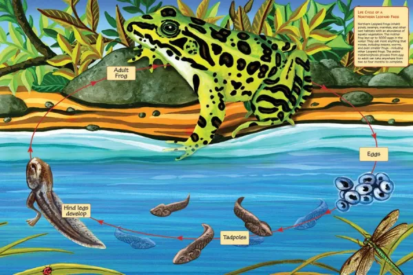 Life Cycle of a Nothern Leopard Frog - 48pc Floor Puzzle By Cobble Hill