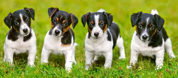 Jack Russell Terrier Puppies - 600pc Jigsaw Puzzle By Castorland