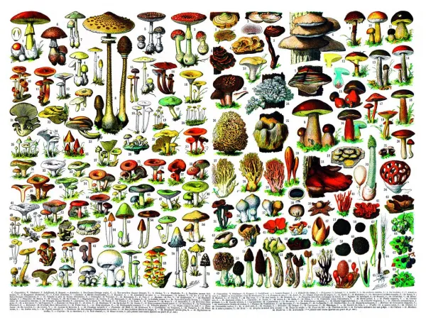 Mushrooms/Champignons - 1000pc Jigsaw Puzzle by New York Puzzle Company