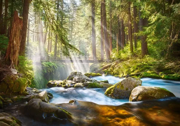Forest Stream of Light - 500pc Jigsaw Puzzle by Castorland