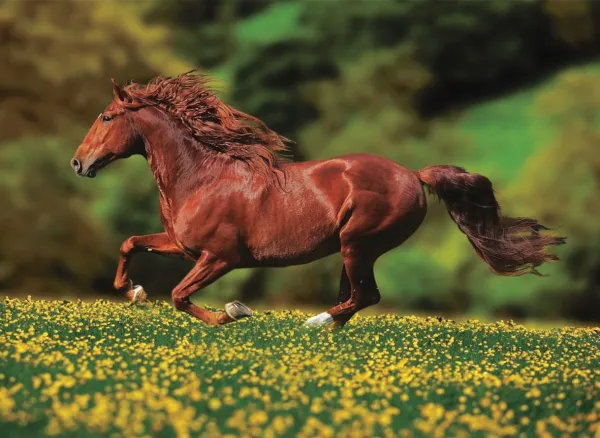 Freedom - 1000pc Jigsaw Puzzle by Anatolian