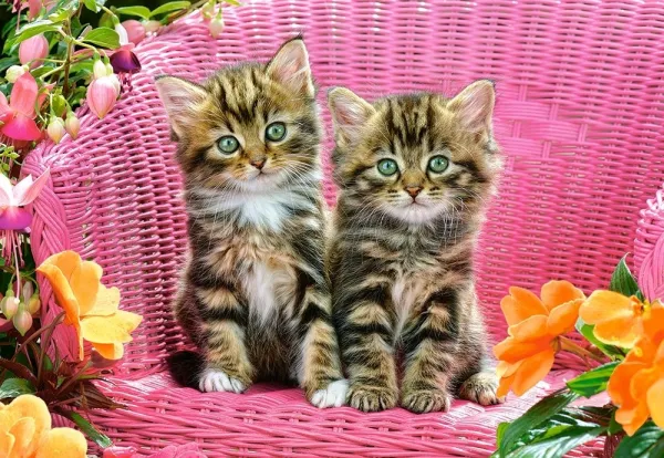 Kittens on Garden Chair - 1000pc Jigsaw Puzzle By Castorland