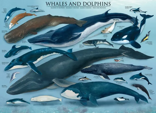 Whales &amp; Dolphins - 1000pc Jigsaw Puzzle by Eurographics