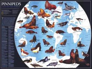 Pinnipeds - 1000pc Jigsaw Puzzle by New York Puzzle Company  			  					NEW