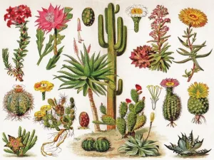 Cacti ~ Cactus - 1000pc Jigsaw Puzzle by New York Puzzle Company  			  					NEW