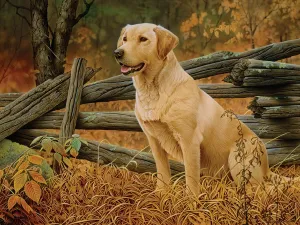 Man's Best Friend - 500pc Jigsaw Puzzle by Cobble Hill  			  					NEW